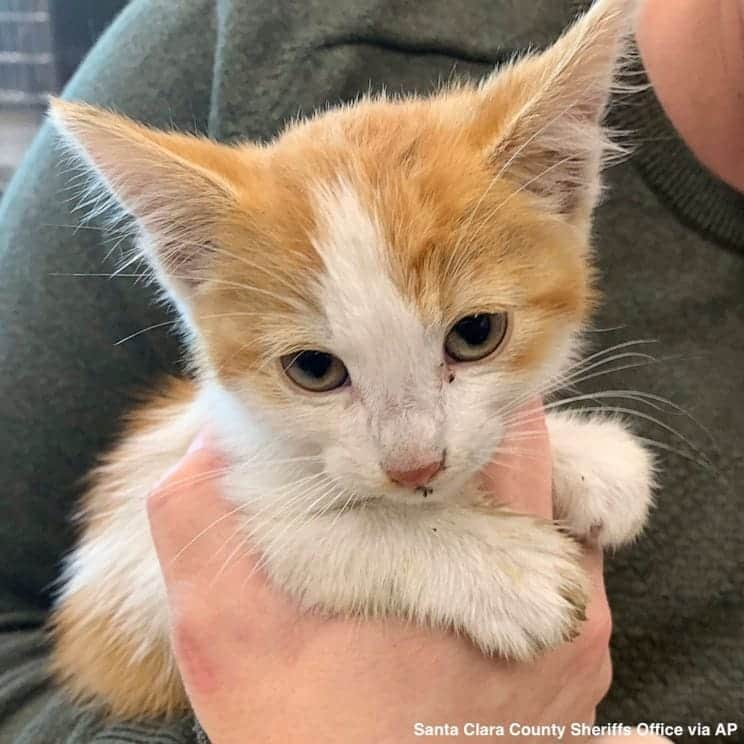 ABC Newsさんのインスタグラム写真 - (ABC NewsInstagram)「6-week-old kitten plucked from storm drain near San Francisco. #kitten #rescue #animalrescue #cuteanimals」5月22日 22時59分 - abcnews