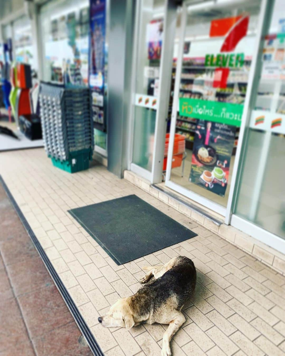 黒沢薫さんのインスタグラム写真 - (黒沢薫Instagram)「バンコクのセブンイレブンにて。暑いのか？犬よ。 #thailand #bangkok #dog #sleep #seveneleven  #music #soul #rb #singer #instagood #instaview #instadog」5月22日 23時46分 - kaorukurosawa_lovelife