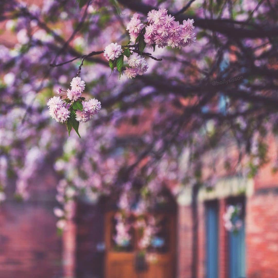 のインスタグラム：「Spring in the city is so pretty! #toronto #bokeh ~ Canon 1D X MkII + 35 f1.4L II @ f1.4 (See my bio for full camera equipment information plus info on how I process my images. 😊)」