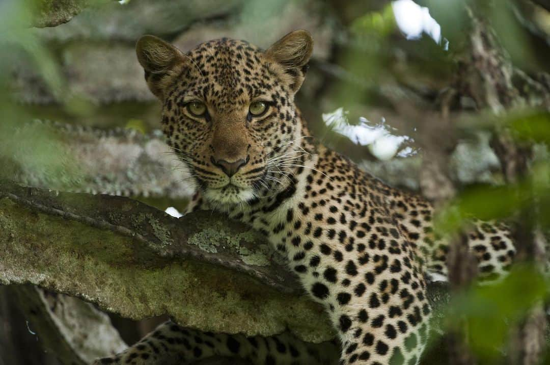 National Geographic Creativeさんのインスタグラム写真 - (National Geographic CreativeInstagram)「Photo by @joelsartore | A young female leopard rests in a euphorbia tree in Queen Elizabeth National Park, Uganda. #Leopard #Wildlife #Uganda」5月22日 23時52分 - natgeointhefield