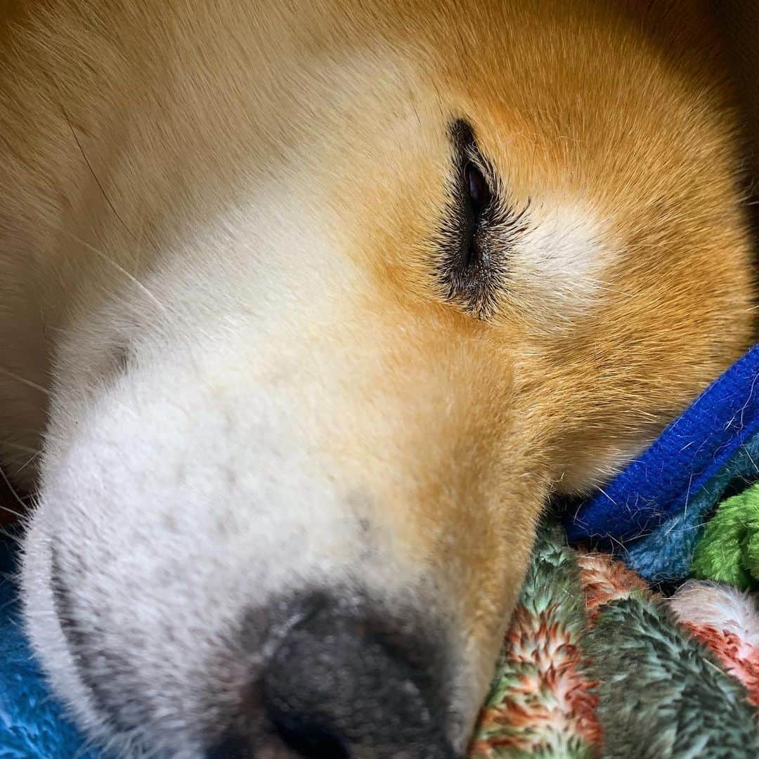 まる（まるたろう）さんのインスタグラム写真 - (まる（まるたろう）Instagram)「Good night!!✨🐶💤✨パパ、明日は早いからもう寝た方がいいよ #もうすこし引いて撮って #フレームからはみ出てるから #明日はバゲットみてね #見れない人はゴメンね #日テレに言っとく」5月23日 0時13分 - marutaro