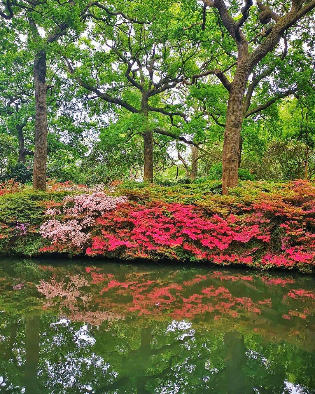 のインスタグラム：「Most peaceful place in #london 💚❤️ #seydauk」