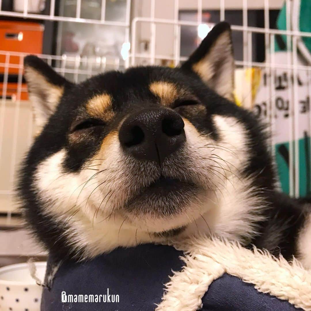 まめ丸のインスタグラム：「* * 今日はもうげんかーい🐶💓 おやすみー⭐️ --------------------------------- ゆるキャラ界の大御所登場⁉️でブログかいたよ🐶📖 ストーリーかプロフィールからみてね🍀 * good night🐶⭐️ #boopthesnoot --------------------------------- I updated my blog🐶💓 The URL is in my profile. Please visit it if you have time❣️ * #おせんたくしてケージの前に置いてあったベッド #もううごけない #まめ丸おねむ シリーズ * #柴犬#豆柴#柴#黒柴#黒豆柴#犬#ふわもこ部#shiba#shibainu#shibastagram#shibadog#puppy#instadog#dogstagram#dog#mameshiba#instashiba#petstagram#pet#buzzfeedanimals#cute#cutedog#강아지#멍스타그램#doglover#worldofcutepets」