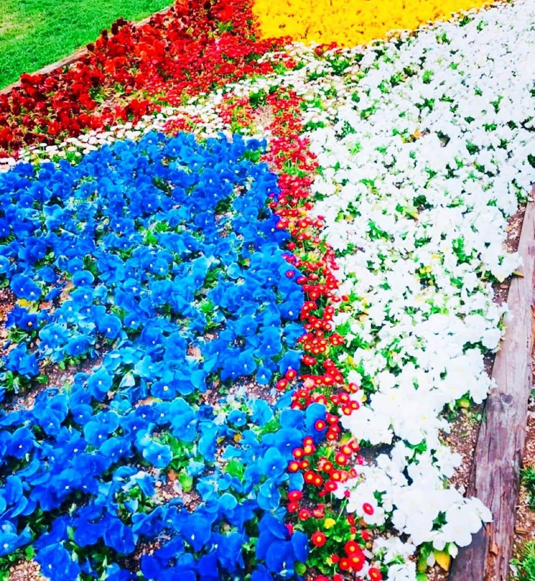 美川憲二さんのインスタグラム写真 - (美川憲二Instagram)「札幌大通り公園をお散歩よ〜 空気も美味しくて お花も綺麗に咲いて 気持ちよかぁ〜😍🌷🌷🌷🌷🌼🌼🌼🌼😊👍👍 #大通り公園  #お散歩  #美川憲二 #歌真呂  #ものまね」5月23日 0時31分 - mikawakenji