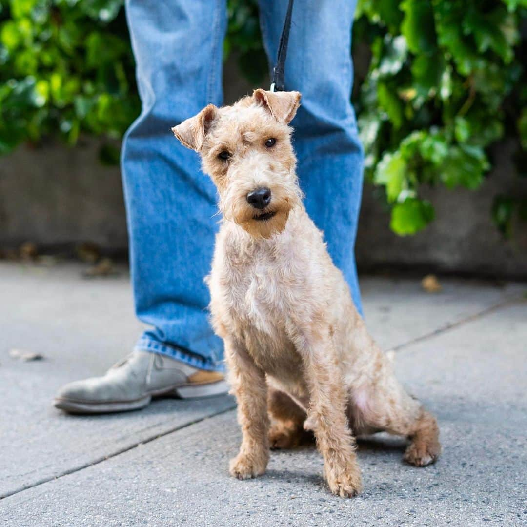 The Dogistさんのインスタグラム写真 - (The DogistInstagram)「Buster, Lakeland Terrier (1 y/o), Charles & Greenwich St., New York, NY • “I had Welsh Terriers and I thought I’d get a Lakeland for a change, thinking they would be similar. His energy is totally off the charts. Welsh Terriers are more relaxed. I say he has wonderful ‘selective deafness’. He wants his way if he can.”」5月23日 0時59分 - thedogist