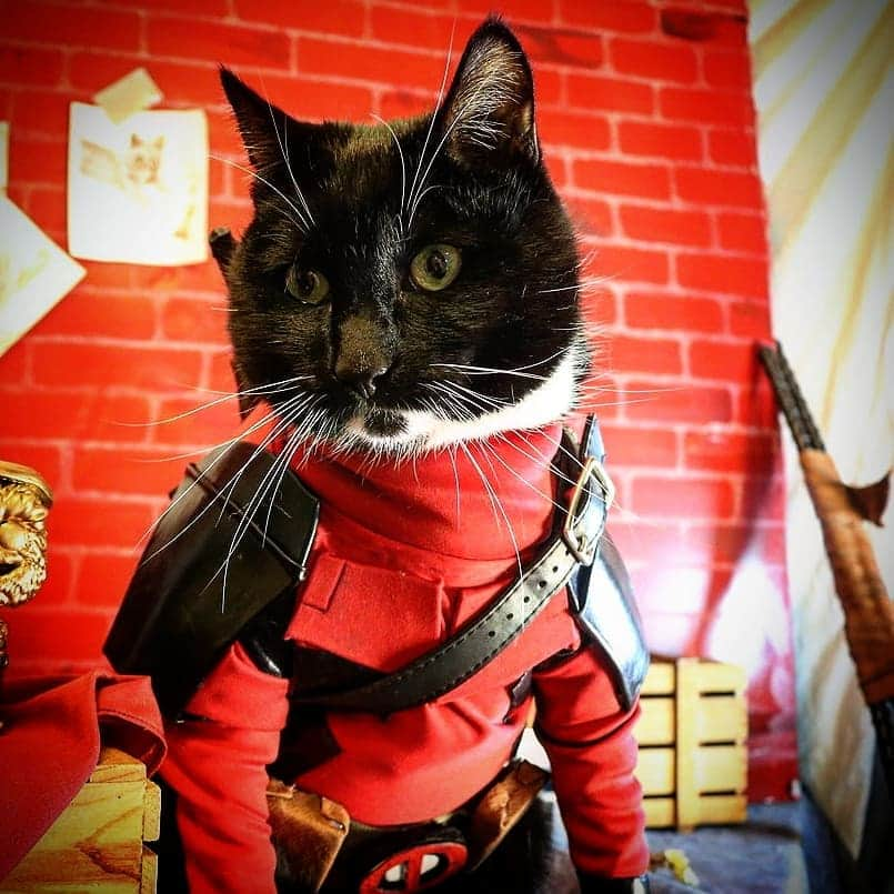 猫コスプレさんのインスタグラム写真 - (猫コスプレInstagram)「A warm Chimichanga in the hand, is worth 2 in the freezer isle.  #Deadpool #WednesdayWisdom . . . . . . . #chimichanga #CatCosplay #deadpoolfan #deadpoolcosplayer #deadpoolcosplay #humor #funny #marvel #marvelcosplay #themercwithamouth」5月23日 0時59分 - cat_cosplay