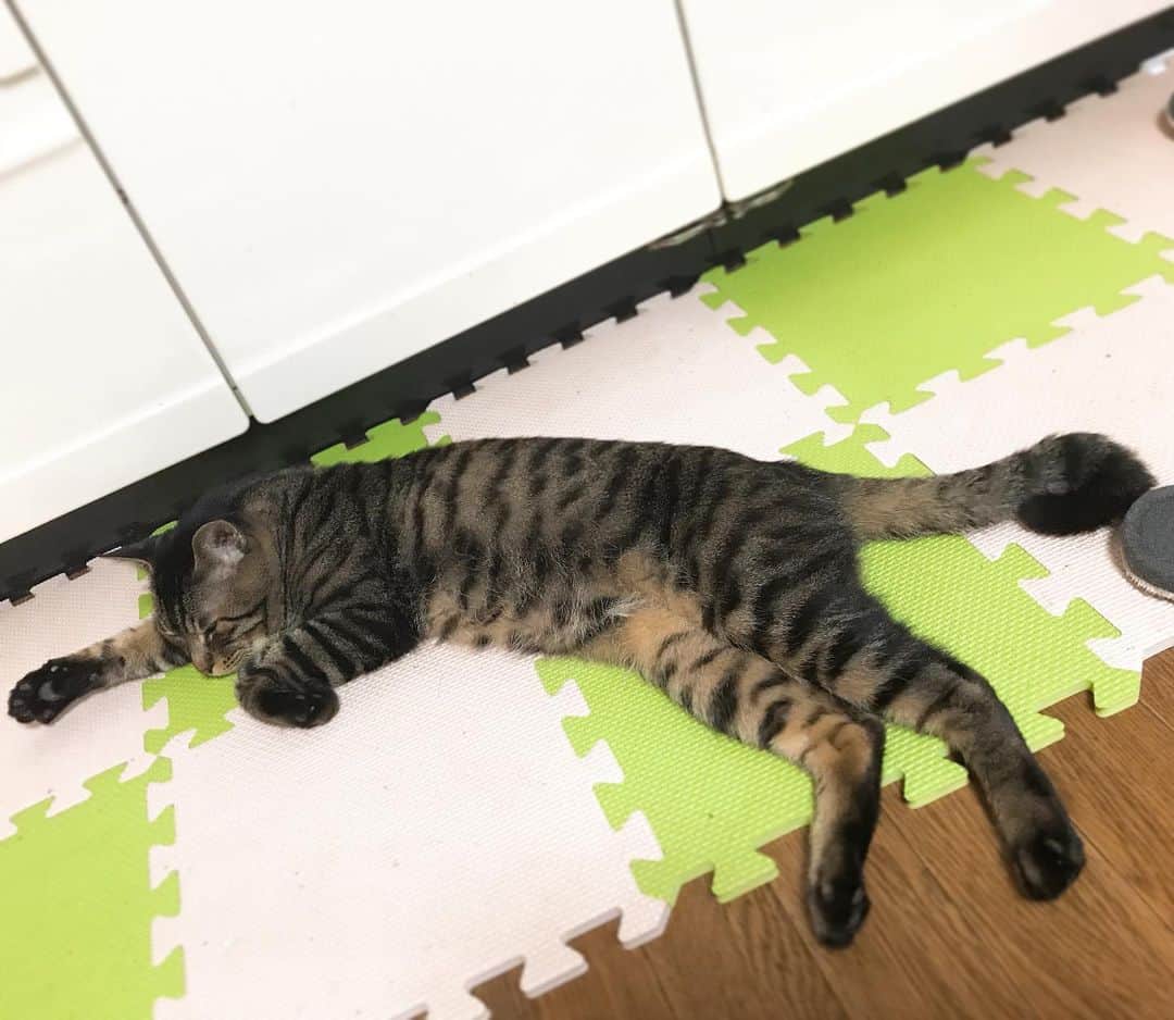 Musashiさんのインスタグラム写真 - (MusashiInstagram)「夜ムサシ。今日はより行き倒れ感が高い。To lie down. #musashi #mck #cat #キジトラ #ムサシさん #ねこすたぐらむ #musashi_the_cat」5月23日 0時57分 - _daisy