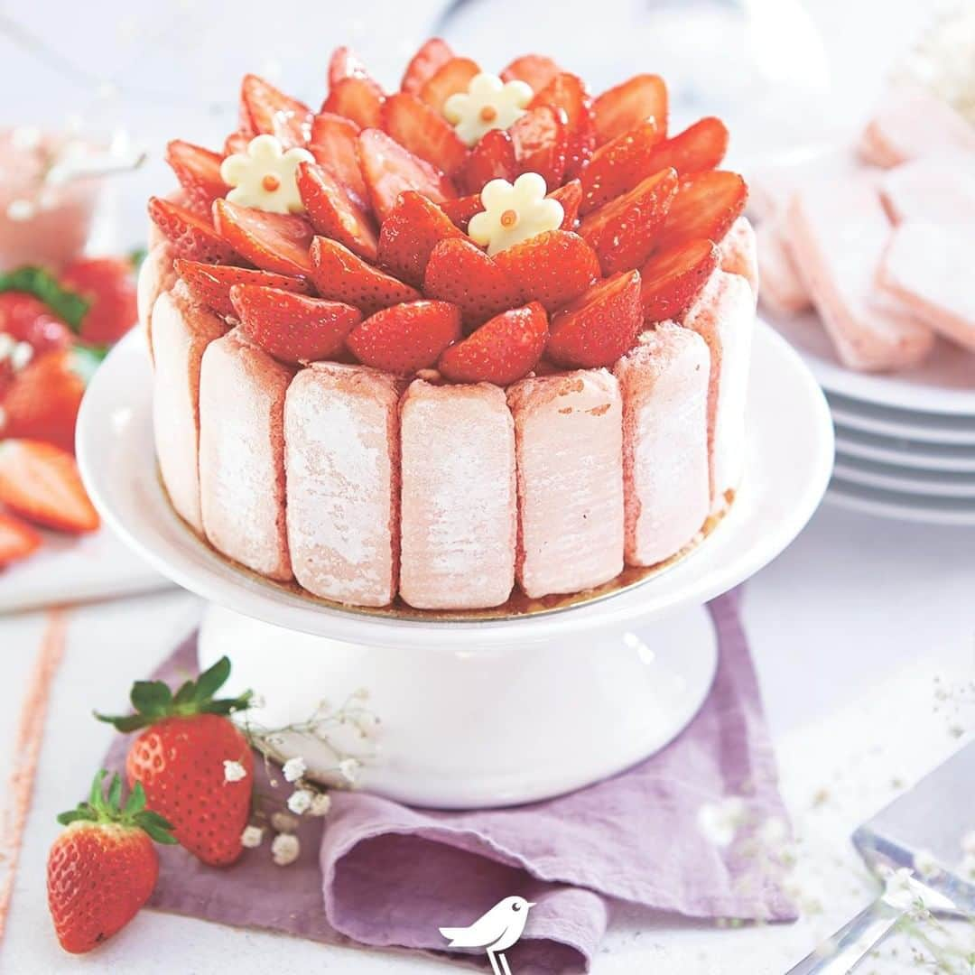 auchan_franceさんのインスタグラム写真 - (auchan_franceInstagram)「Et si pour la Fête des Mères vous faisiez plaisir à votre maman avec une délicieuse Charlotte aux Fraises ? 🍓❤️ . . . . #recette #recipe #food #patisserie #bakery #fraise #miam #yummy #auchan #auchanfrance #EtLaVieChange  Pour 4 personnes, vous aurez besoin de : 300 g de fraises filière responsable 🍓 -250 g de framboises -20 biscuits roses de Reims ou biscuits à la cuiller - 80 g de sucre en poudre - 20 cl de crème fraîche liquide entière - 250 g de fromage blanc - 20 g d’amandes en poudre - 2 feuilles de gélatine (4 g) - 5 cl de sirop de framboises ou fraises. 1️⃣ Mettez la crème au réfrigérateur. Faites tremper les feuilles de gélatine dans un bol d’eau froide. Tapissez un moule à charlotte de film alimentaire. 2️⃣ Rincez et équeutez les fraises puis mixez la moitié avec le sucre. Faites chauffer environ 4 cuillères à soupe de ce coulis puis incorporez la gélatine bien essorée et mélangez pour la dissoudre. Ajoutez le reste de coulis et les amandes en poudre et mélangez. 3️⃣ Fouettez la crème fraîche très froide en chantilly. Incorporez délicatement le fromage blanc et le coulis de fraises. 4️⃣ Versez le sirop dans une assiette et mélangez avec environ 10 cl d’eau froide. Tapissez le moule à charlotte avec les biscuits rapidement trempés dans le sirop. Versez la préparation à la fraise au milieu, puis disposez 100 g de fraises rincées, équeutées et coupées en dés et 50 g de framboises. Lissez la préparation et recouvrez avec le reste des biscuits. 5️⃣ Rabattez le film étirable sur le dessus et placez au moins 8 h au réfrigérateur. Démoulez délicatement, décorez avec le reste des fruits et servez.」5月23日 1時18分 - auchan_france