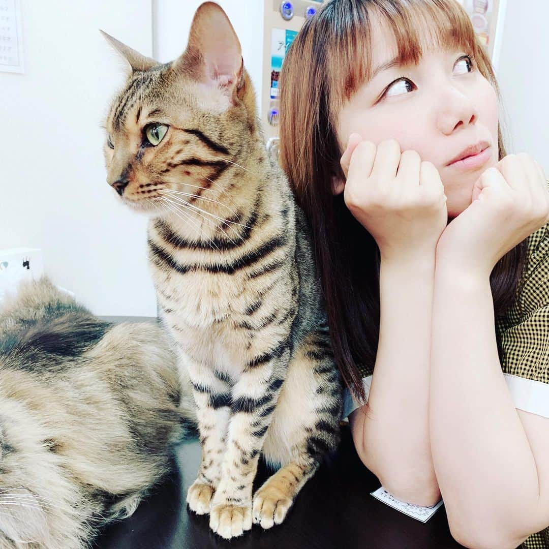 浜名ランチさんのインスタグラム写真 - (浜名ランチInstagram)「猫カフェ行ってきました💓 ハードな毎日に少しの癒しを求めて… なんて幸せな時間💓 あなた達は本当になんて可愛いの💓 いっぱい愛をもらいました！！ 楽しすぎました！！ どこにいても遊びにきてくれるにゃにゃんこたち💓本当に今日は遊んでくれてありがとう💓 #小原徳子 #ハルカラ #浜名ランチ #猫カフェ #高田馬場 #可愛すぎる」5月23日 1時17分 - hamanaranch