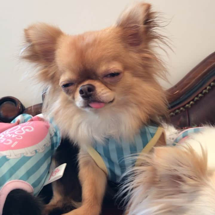 kayoのインスタグラム：「* * トリミング後🛁 気持ちよくてコクコク眠たくなってる  くりお😪😴💤💤 * * kulio💗😴 * * #chihuahua#chihuahualove#dogstgram#dog#instadog#チワワ#チワワ大好き * *」