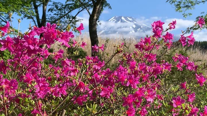 phantastic420のインスタグラム：「. 🤩🤩“Shizuoka” prefecture in Japan is a place where you can see the most “phantastic” Mt. Fuji🗻 in the world.🤩 #富士山 #mtfuji #japan #shizuoka #fujinomiya  #phantastic420photography #mostphantasticmtfuji #selamatpagi  #goodmorning  #おはようございます 😇😇😇😇😇😇😇🗻😇😇 満開と同時に雨にやられてしまいました…残念。鳥の囀りをお楽しみください🦆🦅🦉😍」
