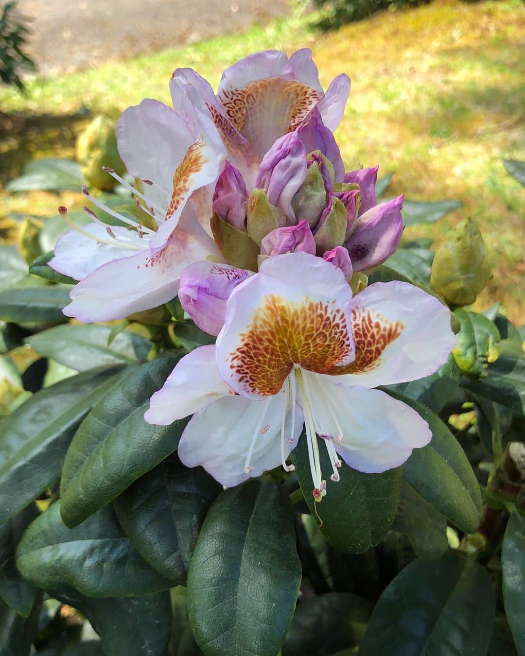 ブライアン・メイさんのインスタグラム写真 - (ブライアン・メイInstagram)「I’m enchanted by rhododendrons. Blown away. This year I’m grateful to be not on tour while they present their magnificent blooms - each one an arrangement of many florets, every one waving their stamens and desporting their coloured ‘throats’, and offering perfumed pollen - all to invite those bees to visit and pollinate them. Swipe to see mono, then parallel stereo, then cross-eyed stereo, then red and green (blue?) anaglyph, for which you will need red and green (blue?) glasses.  Rhodies Rock !! Oh, yes, Roadies rock too !!! 💥💥💥💥 This one is new to me - called, apparently “Mrs. T.H. Lewinsky AGA” . There must be a story there ... Very unusual, with its pink-tinged buds, as you can see, and a striking orange throat when the blooms are fully open. Wow !  Bri」5月23日 1時46分 - brianmayforreal