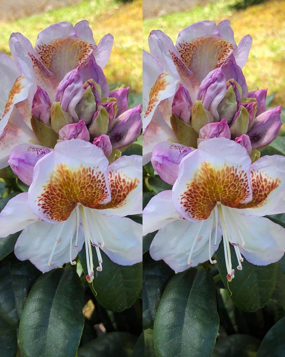 ブライアン・メイさんのインスタグラム写真 - (ブライアン・メイInstagram)「I’m enchanted by rhododendrons. Blown away. This year I’m grateful to be not on tour while they present their magnificent blooms - each one an arrangement of many florets, every one waving their stamens and desporting their coloured ‘throats’, and offering perfumed pollen - all to invite those bees to visit and pollinate them. Swipe to see mono, then parallel stereo, then cross-eyed stereo, then red and green (blue?) anaglyph, for which you will need red and green (blue?) glasses.  Rhodies Rock !! Oh, yes, Roadies rock too !!! 💥💥💥💥 This one is new to me - called, apparently “Mrs. T.H. Lewinsky AGA” . There must be a story there ... Very unusual, with its pink-tinged buds, as you can see, and a striking orange throat when the blooms are fully open. Wow !  Bri」5月23日 1時46分 - brianmayforreal