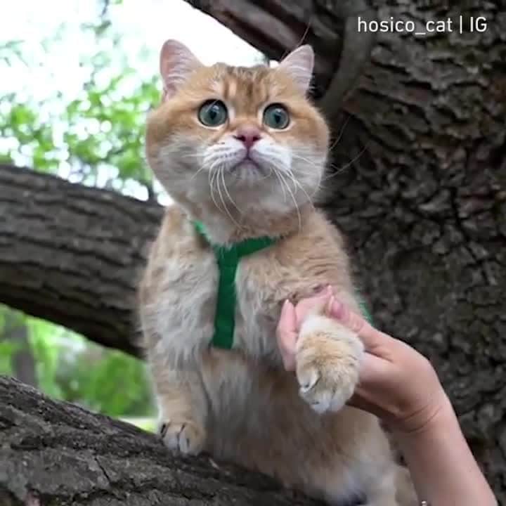 Aww Clubのインスタグラム