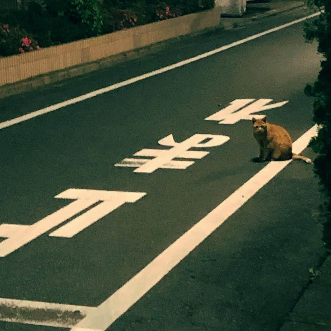 デッカチャンさんのインスタグラム写真 - (デッカチャンInstagram)「こっち向いて止まってる猫🐱 #猫 #とまれ #交差点 #たまにはこういう投稿も」5月23日 1時54分 - dekkachan2003