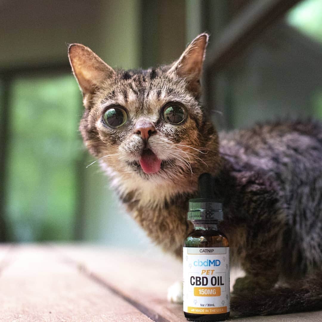 Lil BUBさんのインスタグラム写真 - (Lil BUBInstagram)「BUB has been consistently taking CBD Oil for over two years now, with great results. @cbdmd.usa's products have helped through some tough times, and she's come out bright eyed and BUBushy tailed. Get 20% off your first order at the link in bub's bio (www.cbdmd.com/bub) with discount code BUB」5月23日 2時07分 - iamlilbub