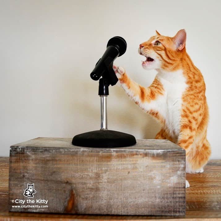 City the Kittyさんのインスタグラム写真 - (City the KittyInstagram)「Attention! Is this thing working?  Thank you to all of you who have signed our petition to try to inspire @vca Animal Hospitals U.S. to stop declawing like their colleagues at @vca_canada did a year ago.  We only need 990 more to get to 20,000!!! Let's do this today!  If you haven't signed it, it’s on the link here on my Instagram bio. ⬅️ . We are trying to understand why VCA U.S. won't stop performing this inhumane and mutilating procedure in their American animal hospital$. . If you work at a U.S. VCA Animal Hospital, we want to hear from you. 🙏🏻 . Will you please be one of our confidential sources so that we can better understand why VCA U.S won't stop declawing.  VCA U.S. personally told us that they are dedicated to providing pets the best medical care and a pet's health is their top priority, yet they allow their vets to barbarically amputate the toe bones and claws on cats and harm their health and well-being for life.  They told us that the U.S. veterinary community hasn't reached a consensus on a national policy.  WTH does that mean?😾 Why won't VCA U.S. be a LEADER and set their own national policy like VCA Canada did and STOP mutilating cats by doing this unnecessary amputation procedure? . So if you are a VCA veterinarian, vet tech, or employee at one of the many VCA Animal Hospitals that declaw cats, please send us your insight on why you think VCA U.S. won't do what VCA Canada did.  Please put VCA in the subject line of your email. citythekitty@gmail.com . Thanks to those of you who have been helping us with this campaign and cause. Your support is helping to save cats from this inhumane and cruel amputation procedure! ❤️ www.citythekitty.org #vcapets #vcahospitals #vcaanimalhospital #vcacareclub」5月23日 2時28分 - citythekitty
