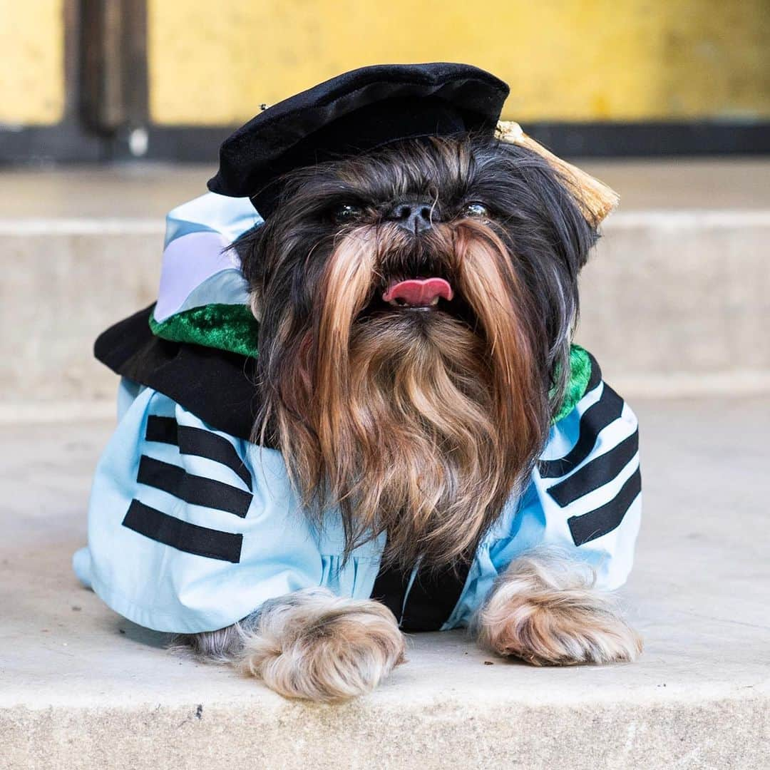 The Dogistさんのインスタグラム写真 - (The DogistInstagram)「Kinje & Ozzy, mix & Brussels Griffon (7 & 5 y/o), Washington Square Park, New York, NY • “I’m graduating Columbia Medical School today but they’re the stars. Kinje is named after the Purkinje fibers in the heart – that’s how much of a nerd I am. Ozzy was named after Ozymandias, the Shelley poem. Kinje is a therapy dog; we’ve been going to the psychiatry unit and they can be very helpful during the hardest part of a person’s life. People can connect with a dog. Freud used to have Chows in his office. People are more open when they see them.” @k1nje , gowns by @sweetbindi」5月23日 2時42分 - thedogist