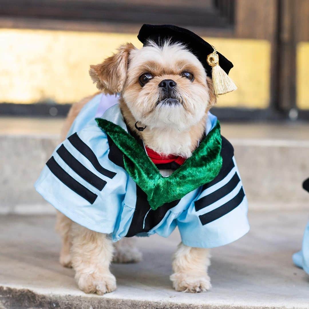 The Dogistさんのインスタグラム写真 - (The DogistInstagram)「Kinje & Ozzy, mix & Brussels Griffon (7 & 5 y/o), Washington Square Park, New York, NY • “I’m graduating Columbia Medical School today but they’re the stars. Kinje is named after the Purkinje fibers in the heart – that’s how much of a nerd I am. Ozzy was named after Ozymandias, the Shelley poem. Kinje is a therapy dog; we’ve been going to the psychiatry unit and they can be very helpful during the hardest part of a person’s life. People can connect with a dog. Freud used to have Chows in his office. People are more open when they see them.” @k1nje , gowns by @sweetbindi」5月23日 2時42分 - thedogist