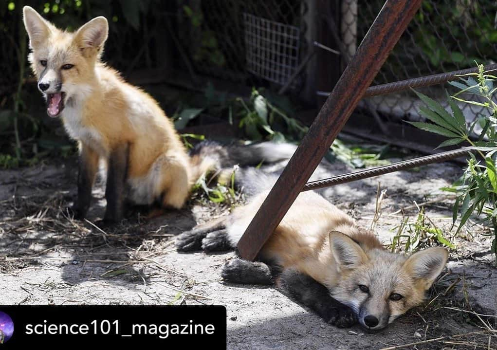 Rylaiさんのインスタグラム写真 - (RylaiInstagram)「I am in love with these precious babies!! You know you can sponsor one for $9000 and we will bring it to the center as an Ambassador! You will be able to name the fox and visit whenever you want!!! Please!!!! I need all of them!!! And we need to share them with so many people! They are amazing Ambassadors!!! #corporatedonation . Posted @withrepost • @science101_magazine These may look like normal foxes, but they’re actually domesticated 🦊 “Domestic” isn’t just a term for any animal you bring in off the street; it’s characterized by actual genetic changes and selective breeding.  In the 1950s, a Russian scientist started an incredible experiment: he bred friendly foxes for decades, essentially speeding up the domestication process that normally takes thousands of years. By the fourth generation of foxes, the cubs started behaving like puppies. By 2005, the foxes were playful and social. They acted very similarly to dogs in how they barked and were able to read human cues. But their behavior wasn’t the only thing that changed. They had floppier ears, curlier tails, and generally “cuter” features. Scientists learned a lot about the genetic changes and process of domestication from this experiment, but they’re still researching to identify the genes that led to these cutie pies. . In the 90s, the scientists began selling the foxes as pets to fund their research. They sell for about $8,900. But if you wanted to simply meet one, you can head over to @jabcecc to see their @siberiancupcakes in Southern California. . . . . 📷: Kirill Kukhmar/Getty Images . . #domesticfox #domesticatedfox  #foxes #foxesofinstagram #foxesofig #foxy #genetics #experiment #science #science101 #cute #domestication #animals #pets #petfox #petfoxes」5月23日 2時54分 - jabcecc