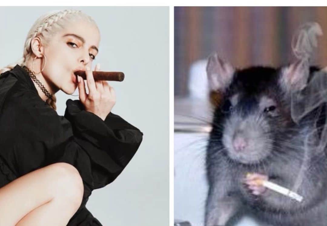Bebe Rexhaさんのインスタグラム写真 - (Bebe RexhaInstagram)「Me as hamsters. Sometimes I just can’t with the internet 😂 Which one is your fav?」5月23日 3時21分 - beberexha