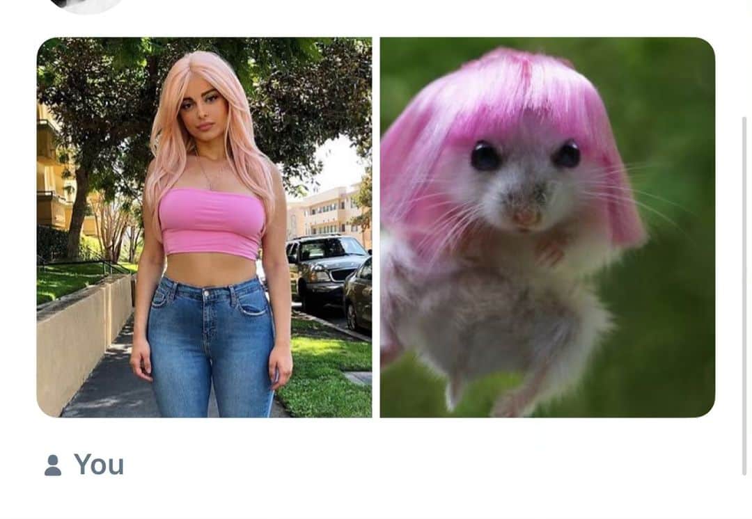 Bebe Rexhaさんのインスタグラム写真 - (Bebe RexhaInstagram)「Me as hamsters. Sometimes I just can’t with the internet 😂 Which one is your fav?」5月23日 3時21分 - beberexha