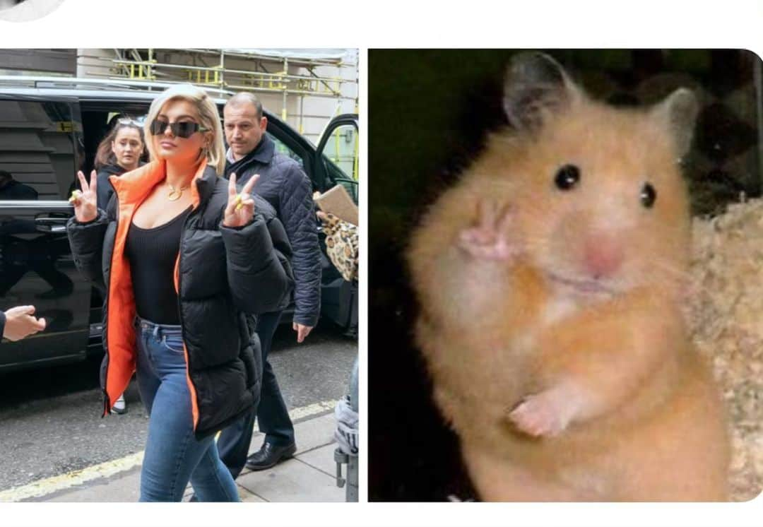 Bebe Rexhaさんのインスタグラム写真 - (Bebe RexhaInstagram)「Me as hamsters. Sometimes I just can’t with the internet 😂 Which one is your fav?」5月23日 3時21分 - beberexha