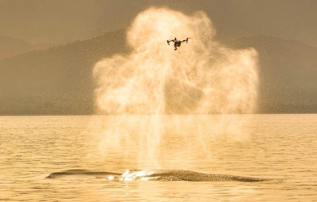 TED Talksのインスタグラム：「See this drone? It’s being used to collect whale snot. Technology is wild, y’all. The drone (named Parley SnotBot) is mounted with Petri dishes to hover over these massive creatures and collect samples of “exhaled breath condensate.” Researcher Iain Kerr studies it to learn more about whales’ pregnancies, stress levels, and DNA. Plus, the snot can even tell him more about the health of the ocean, too. To learn about Iain’s work and see more amazing whale footage, visit go.ted.com/whalesnot  Photo credit: @christian_miller_photo; Courtesy of @parley.tv」