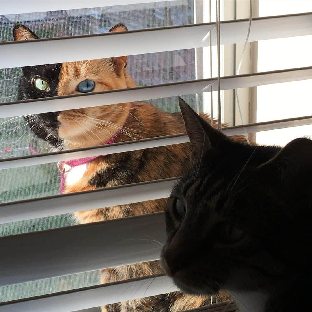 Venus Cat さんのインスタグラム写真 - (Venus Cat Instagram)「Last week we posted almost the same pic from the same window but it was from my kitten days. Check out the difference. 🙀😺 Photobomb by @roothekangaroocat  #thenandnow #nowandthen」5月23日 3時33分 - venustwofacecat