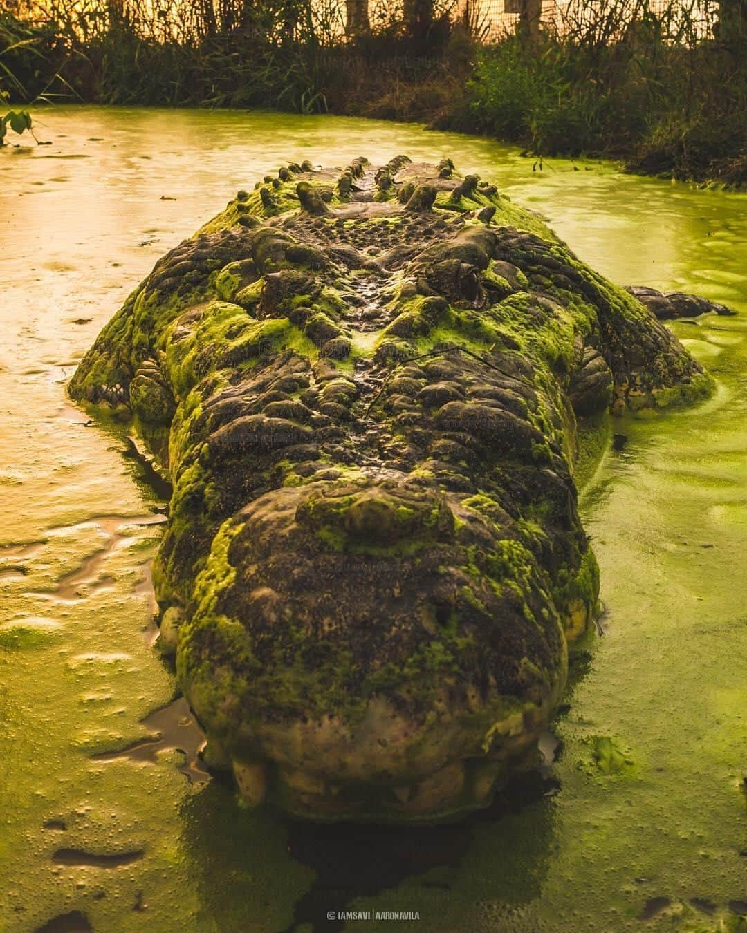 Australiaさんのインスタグラム写真 - (AustraliaInstagram)「It's easy to see why Tripod is the local staring contest champion 😬 @iamsavi snapped (excuse the pun, we couldn’t help ourselves) this incredible portrait of a huge #crocodile, who you may recognise as one of @mattwright’s pals, in @ntaustralia. There are approximately 150,000 saltwater crocodiles and at least 100,000 freshwater crocodiles across northern Australia - that's almost as many crocodiles as people that live in the #NorthernTerritory - crazy, huh?! 🐊 IMPORTANT: When exploring this incredible part of our country, always observe crocodile safety signs and assume that they are present, even if you can’t see them.  #seeaustralia  #NTAustralia  #wildlifephotography #nature #adventure」5月23日 4時00分 - australia