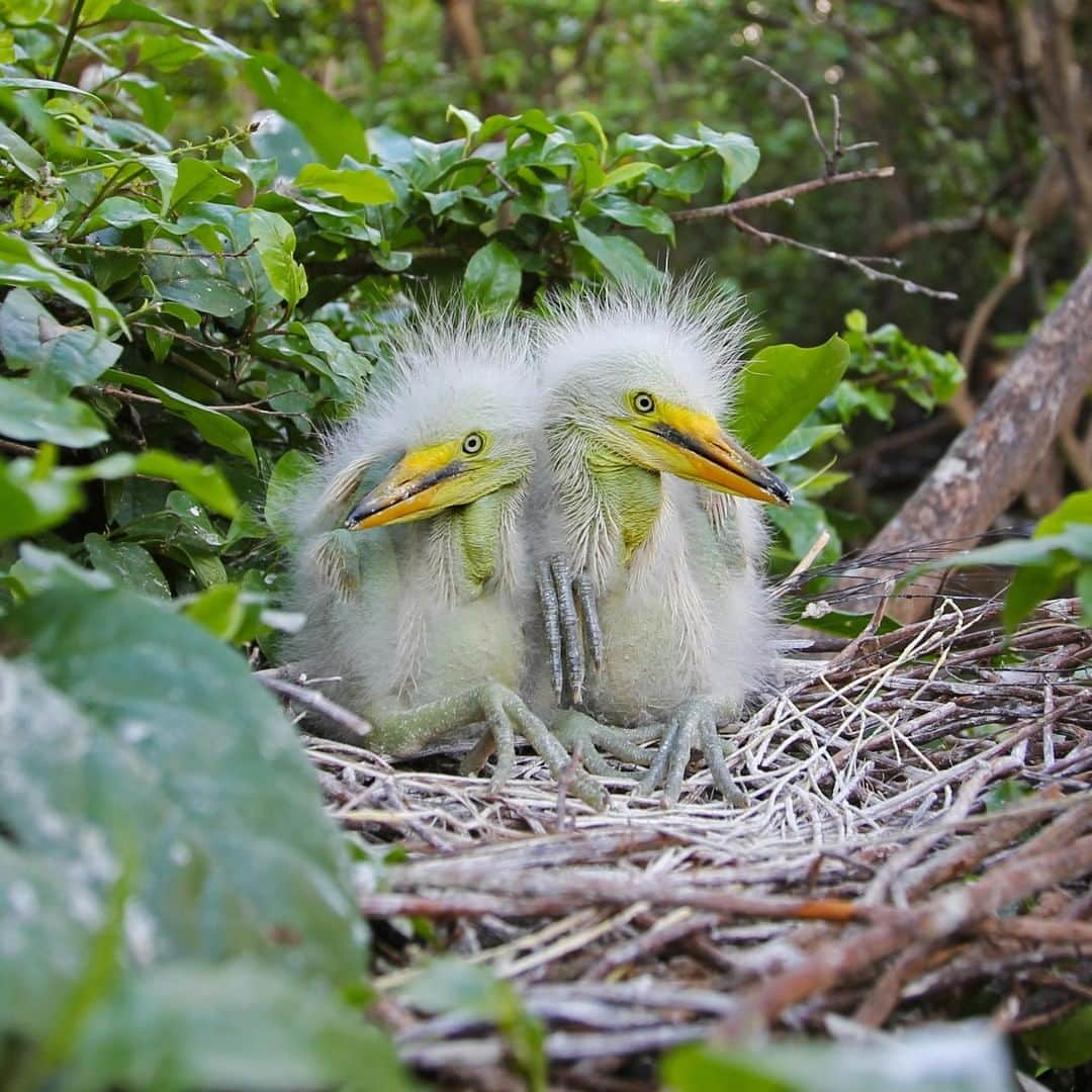 アニマルプラネットさんのインスタグラム写真 - (アニマルプラネットInstagram)「These fuzzy little cuties are great white egret chicks. With their large sharp bills they can catch even the wiliest fish. These babies eat regurgitations from their parents, though! 📸: @mario_aldecoa, @bravewilderness . . . . . . . #animalsofinstagram #animalplanet #animaloftheday #wild #wildlife #outdoors #animals #wildanimals #conservation #nature #animallovers #instanature #wildgeography #coyotebrave #egret #bird #babybird #birdsofig」5月23日 4時00分 - animalplanet