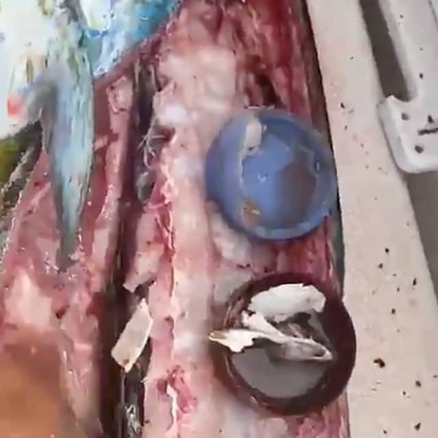 VICEさんのインスタグラム写真 - (VICEInstagram)「Chef shares horrifying video of plastic garbage he found in a fish's stomach. 🎣 Watch at our link in bio. 🎥: @chefricardomunoz」5月23日 5時00分 - vice