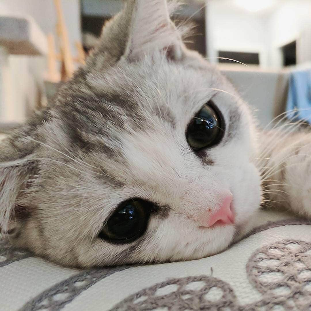 Cute Pets Dogs Catsさんのインスタグラム写真 - (Cute Pets Dogs CatsInstagram)「Please pet me 🐱 📩 Submit your cat’s photo to our contest email to be featured! ❤️ . . . From: @fomo.the.cat  #cats_of_world and follow us to be featured 😻  #cat #cats #catofinstagram #catoftheday #catlover #catsagram #catlovers #cat_features #catlady #cateye #catholic #catlife #catlove #catsgram #cutecat #cutecats #meow #kittycat #catinstagram #catsclub #cats_of_instagram #kitty #ilovemycat #caturday #catsofig #thedailykitten #bestmeow #excellent_cats」5月23日 5時18分 - dailycatclub