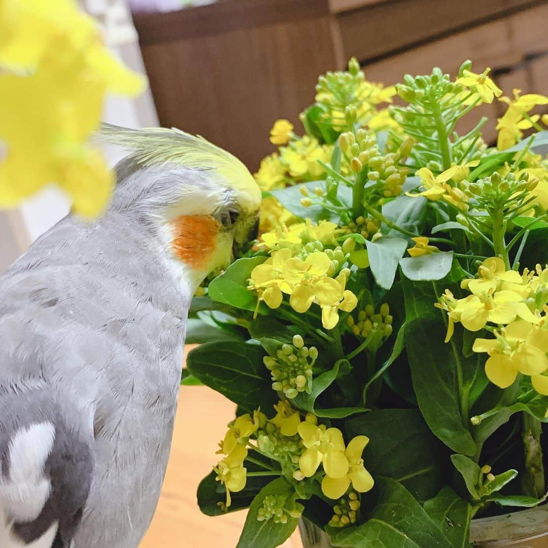 新希咲乃さんのインスタグラム写真 - (新希咲乃Instagram)「オカメインコのぶー🐥💕 * あだ名はぶーたん！本名はイレブン【11番目】のブンです（笑）とても怒りっぽいけど、甘えん坊！キレやすい（笑） そろそろ鳥に会わないと死ぬ…灰になりそう… 今日は実家帰るぞ、、もふもふするぞ！パフパフ * Instagramは好きなものをあげてくことにした〜！！ 変なのは載せないよ（笑） それにコメントとイイネありがとう！コメントに私もイイネしてるの気付いてる？ 返事は返せる時に返すね😛❤️ よろしくー(*˙︶˙*)ﾉﾞ♡ * #オカメインコ #オカメ #cockatiel #cockatielstagram  #インコスタグラム #インコ #フォトジェニック  #インスタ映え #可愛い #ぶー #birds #チーク濃いめ  #オレンジチーク #オシャレさん」5月23日 15時39分 - niki_sakino