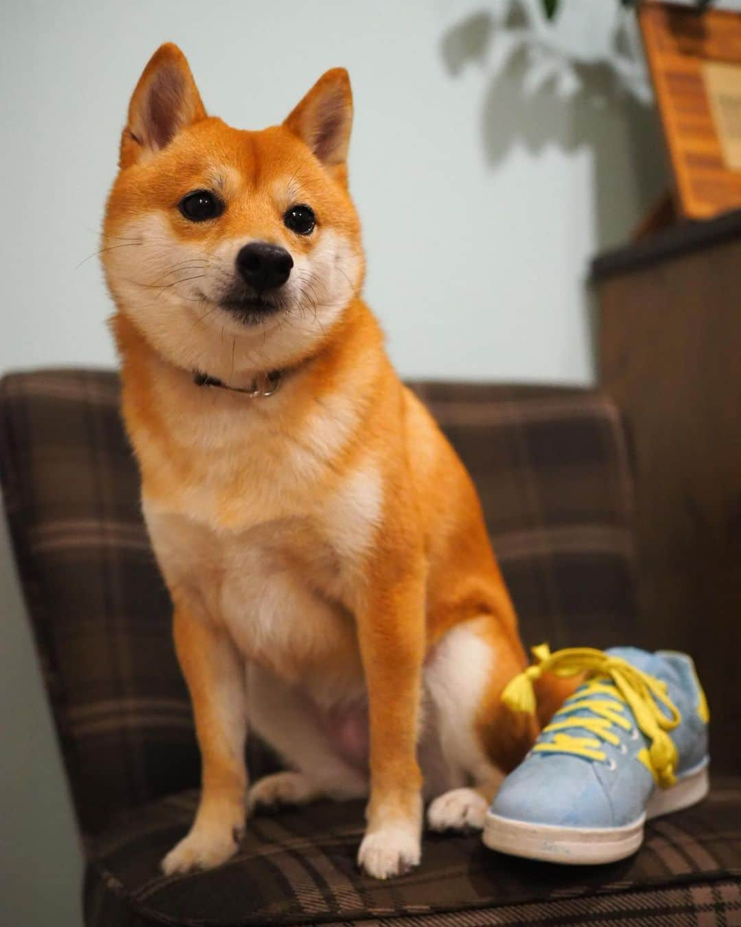 豆柴にこちゃんさんのインスタグラム写真 - (豆柴にこちゃんInstagram)「🐶👟 おはよー . 前ににこ家に取材にきてくれた、 柴犬クリエイターの @togirou さん。 ※4枚目 . 待ちに待った、togirou さん作の 柴犬スニーカーのスマホケースを購入✨ . 前からほしかったやつー❣️ . スニーカーから顔だしてるのがかわいいし 木の感じも好み🤤 . @togirou_shop で購入したよ . スマホケースと関係ないけど スニーカーおもちゃとのツーショット写真 ＆動画もイメージ映像としてどうぞ😆 . togirou さん、ありがとうございます😊 . #柴犬#豆柴#pecoいぬ部#犬#わんこ#犬#ここ柴部#shibainu#dog#mameshiba#pecotv#dog#いぬのきもち部#しばいぬ#しばけん#こいぬ#シバイヌ#いぬ#イヌ#赤柴#マメシバ#ペット#日本犬#子犬#puppy#doggo#pet」5月23日 7時19分 - nikochan.mame48