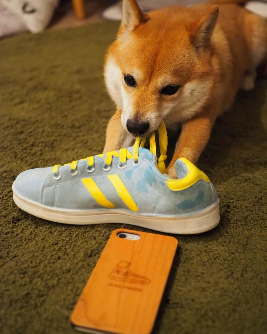 豆柴にこちゃんさんのインスタグラム写真 - (豆柴にこちゃんInstagram)「🐶👟 おはよー . 前ににこ家に取材にきてくれた、 柴犬クリエイターの @togirou さん。 ※4枚目 . 待ちに待った、togirou さん作の 柴犬スニーカーのスマホケースを購入✨ . 前からほしかったやつー❣️ . スニーカーから顔だしてるのがかわいいし 木の感じも好み🤤 . @togirou_shop で購入したよ . スマホケースと関係ないけど スニーカーおもちゃとのツーショット写真 ＆動画もイメージ映像としてどうぞ😆 . togirou さん、ありがとうございます😊 . #柴犬#豆柴#pecoいぬ部#犬#わんこ#犬#ここ柴部#shibainu#dog#mameshiba#pecotv#dog#いぬのきもち部#しばいぬ#しばけん#こいぬ#シバイヌ#いぬ#イヌ#赤柴#マメシバ#ペット#日本犬#子犬#puppy#doggo#pet」5月23日 7時19分 - nikochan.mame48