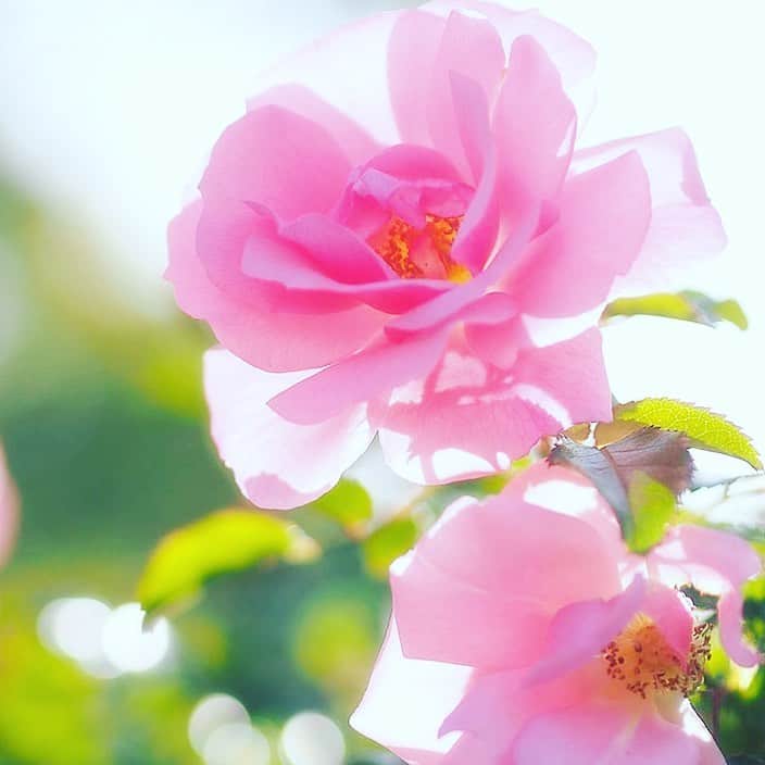 プンクマさんのインスタグラム写真 - (プンクマInstagram)「さて、週末は薔薇を撮りに行きますかな。 #ばら #薔薇 #写真 #photo #landscape」5月23日 7時26分 - pnkm913