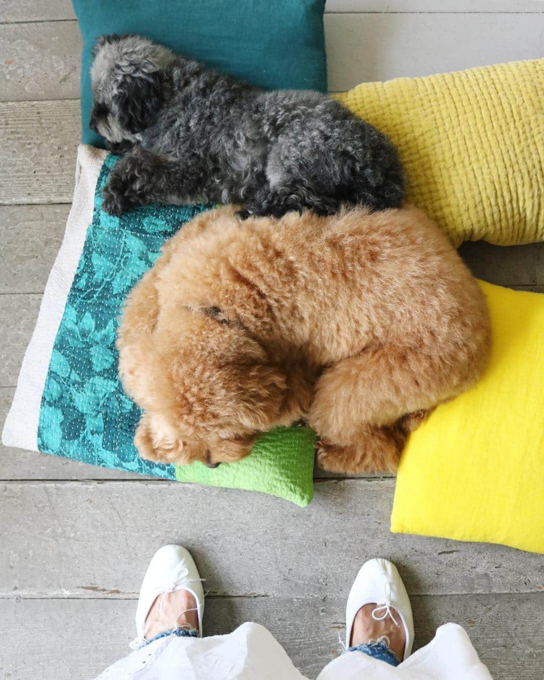 のインスタグラム：「寝るのが仕事.｡o○  むちっ  #もぐぴか」