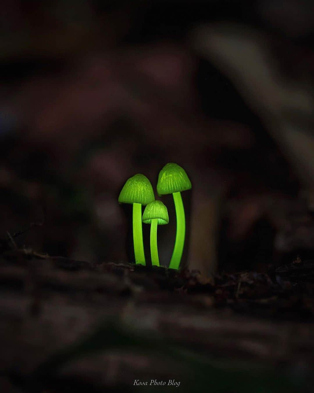 コサさんのインスタグラム写真 - (コサInstagram)「光るキノコを狙ってきました🍄📸 寄り添うように光ってた仲良し三兄弟です😊 . Location:和歌山 Wakayama /Japan Data:2019.5.23 . #art_of_japan_ #tokyocameraclub #dpj_member #team_jp_ #IG_PHOS #photo_jpn #ptk_japan #pt_life_ #bestjapanpics #Lovers_Nippon #ブライトリング陸 #japan_night_view_member #楽天忘れられない絶景 #nisi_lej_may2019 #longexposure_japan #sorakataphoto #s_shot #LBJ_members #japan_great_view #members_super_night_channel #広がり同盟メンバー #nipponpic_member #はなまっぷ #IGersJP #visitjapanjp #kf_gallery_vip #Rox_Captures #bestphoto_japan #japan_of_insta #light_nikon」5月23日 7時58分 - kosa_photo