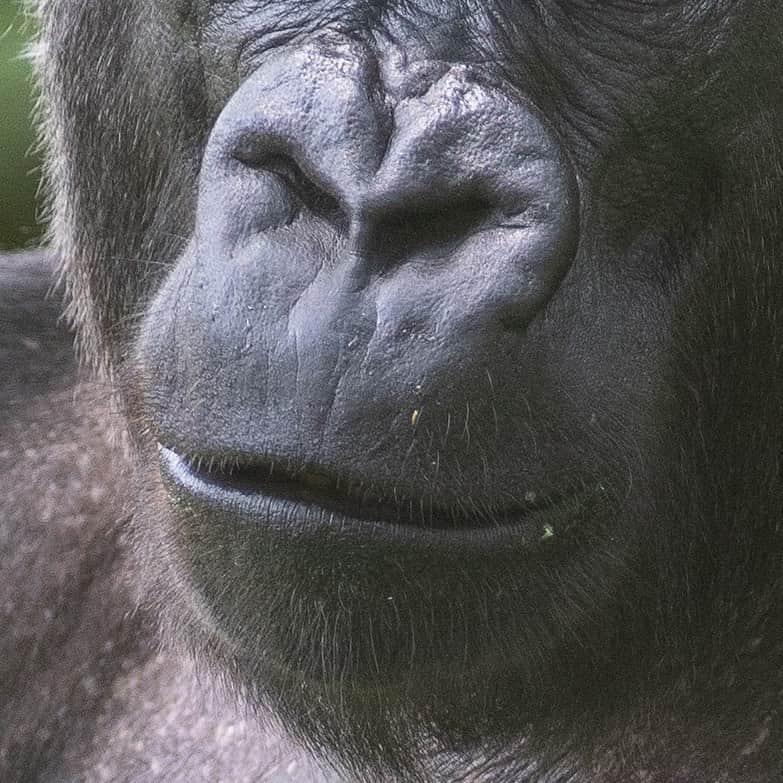 スミソニアン国立動物園さんのインスタグラム写真 - (スミソニアン国立動物園Instagram)「🦍👃 Gorillas have distinctive nose prints! Test your observational skills and identify whose nose is above. Is this Baraka? Kojo? Calaya? Mandara? Kibibi? Or Moke? The answer will be posted soon. Happy guessing! 🤔」5月23日 8時02分 - smithsonianzoo