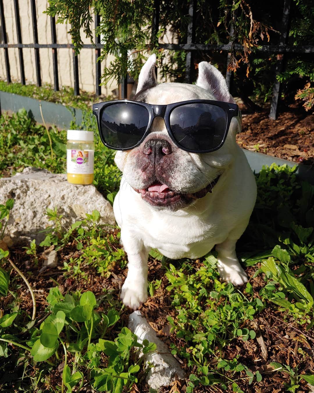 Manny The Frenchieのインスタグラム：「Summer is around the corner and I need to get bikini ready. Ok, maybe I won't be wearing a bikini but at least my coat will be shiny thanks to that golden skin & coat powder back there!💫😎 @halopets」