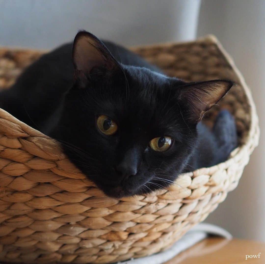 anemone_69のインスタグラム：「. #ハカセとキョウジュ #blackcat #黒猫 #cat #猫 #保護猫 . .」