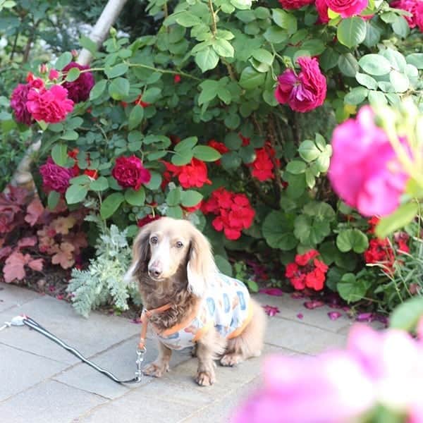 くるみんのインスタグラム：「* 日曜日、仕事が終わってから 港の見える丘公園に薔薇🌹を見に行ってきました 日没まで急ぎ足で撮影  #ミニチュアダックスフンド #ミニチュアダックスフント #ミニチュアダックス #イザベラタン #イザベラ #ダックス多頭飼い #ダックスフント #ダックス #ダックスフンド #港の見える丘公園 #薔薇 #バラ #バラ園 #ローズガーデン #いぬばか部 #いぬすたぐらむ #短足部 #わんこなしでは生きていけません会 #ワンコなしでは生きて行けません会 #ワンコ大好き倶楽部公式 #dachshundgram #dachshund #dogstagram #east_dog_japan #instagramdog #instadachs #kyounodachs #todayswanko #7pets_1day #rose  @wanko_love_club」