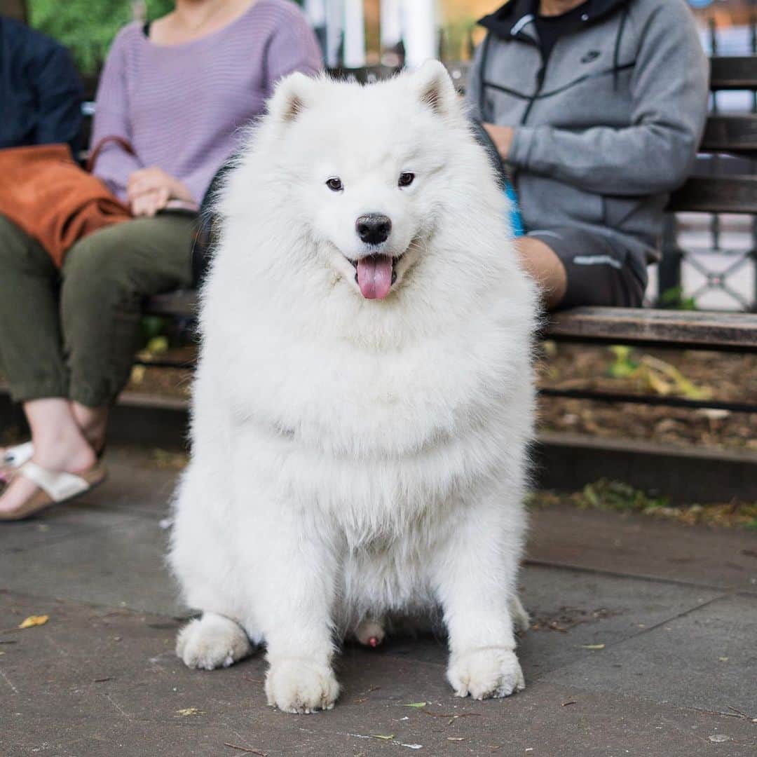 The Dogistさんのインスタグラム写真 - (The DogistInstagram)「Ghost, Samoyed (4 y/o), Father Demo Square, New York, NY • “He hates the smell of coffee. He runs away from it. He also doesn’t cuddle that much, which is why I got him.”」5月23日 8時32分 - thedogist