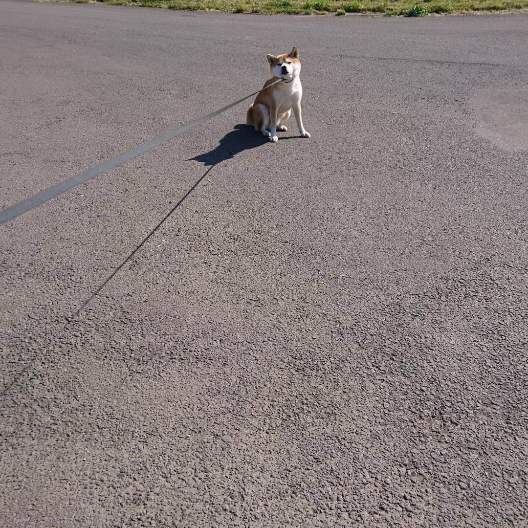 柴犬⭐️サスケのインスタグラム