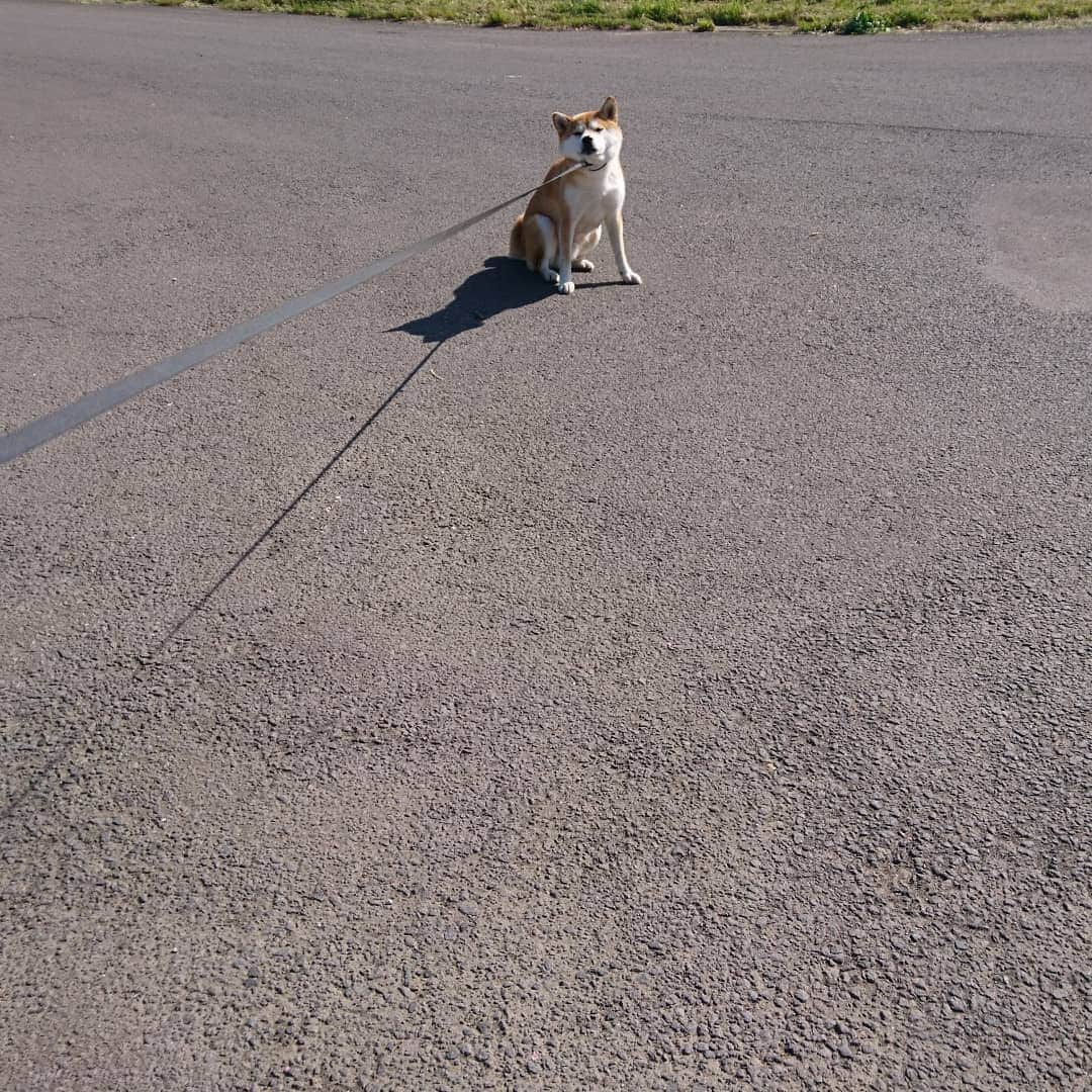 柴犬⭐️サスケのインスタグラム