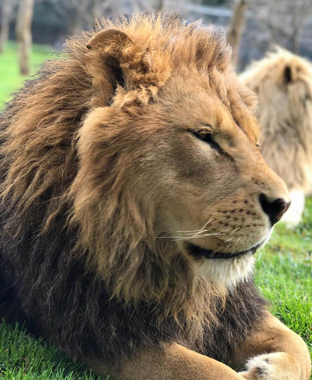 Black Jaguar-White Tiger さんのインスタグラム写真 - (Black Jaguar-White Tiger Instagram)「Luke... #LukeAndHanBJWT  Pic by @johnmac_bjwt」5月23日 8時45分 - blackjaguarwhitetiger