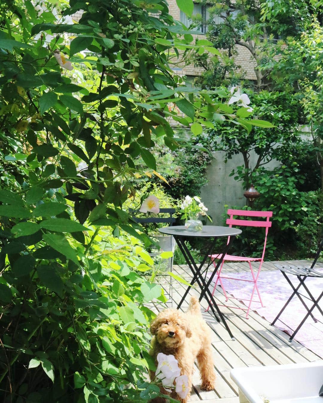 のインスタグラム：「Thu.23 May.2019 はれ 今日もいい天気 たっぷりのシャワー浴びて植物たちも超元気！ あっという間に紫陽花が色づき始めました♡」