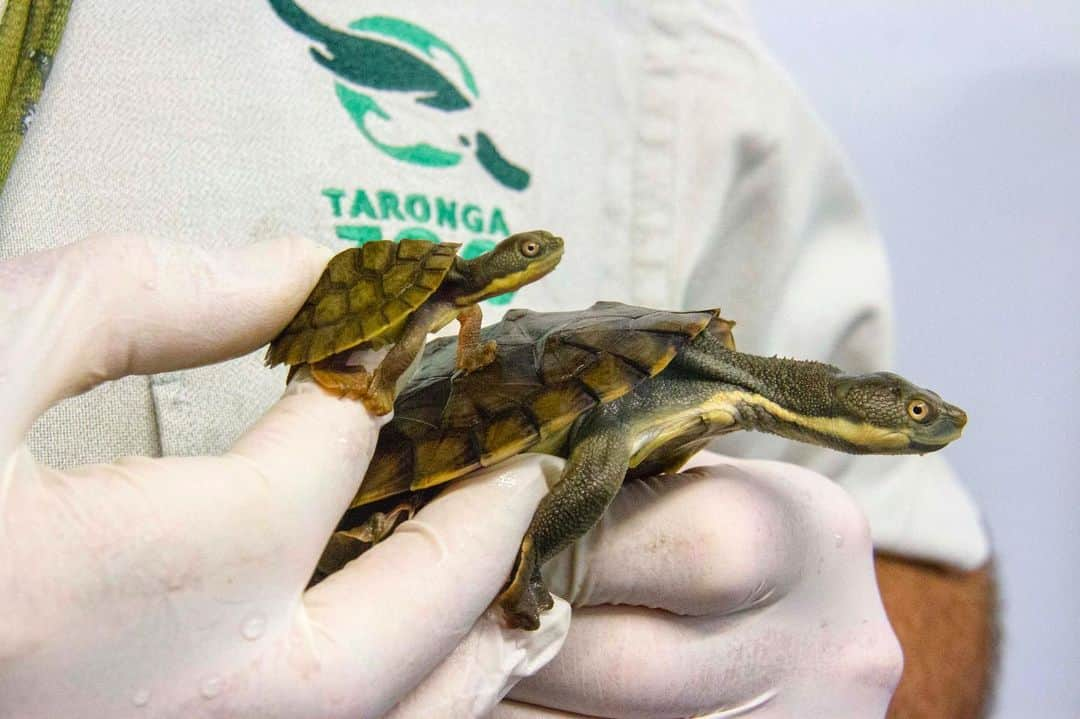 タロンガ動物園さんのインスタグラム写真 - (タロンガ動物園Instagram)「Happy World Turtle Day! 🐢🐢⠀ Today is all about celebrating and promoting the conservation of turtle species around the world! Turtles hold a very special place in our heart here at Taronga as do all of our animals. ⠀ ⠀ We are very excited to share important progress in the Bellinger River Snapping Turtle conservation program. Taronga has been breeding this species since it was almost wiped out by disease in 2015. ⠀ ⠀ Recently 10 of the turtles bred at Taronga were released back into the Bellinger River by our partners at the Office of Environment and Heritage. Check out our Facebook page for this inspiring story! ⠀ ⠀ #ForTheWild #worldturtleday」5月23日 9時09分 - tarongazoo