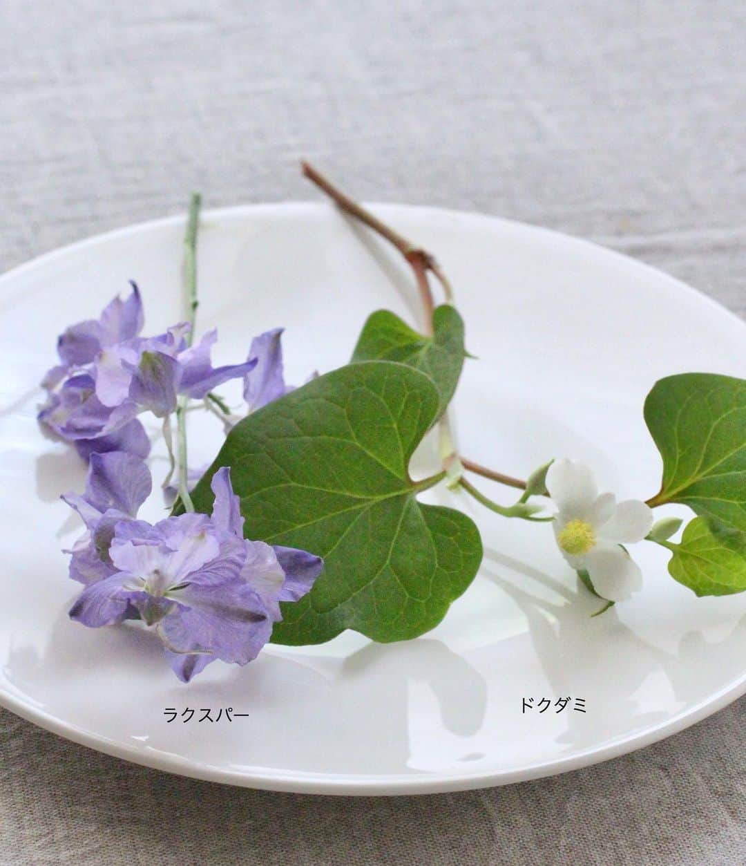 雑誌『花時間』さんのインスタグラム写真 - (雑誌『花時間』Instagram)「おはようございます。この時期、私はお隣のおばあちゃまと、ある花を巡って争奪戦を行います（笑）  それはドクダミ。おばあちゃまはお茶用に、私は花いけ用に。そして今年も、きれいなうちに摘めました。合わせた紫の花はラクスパーです。お花屋さんに並ぶ花の中では、野の花の雰囲気をもつ花。ドクダミにぴったり？  ドクダミは飾る前に、ざぶんと水にくぐらせると、土ぼこりが落ち、ひと皮剥けたようにきれいになりますよ〜。で、気になるあの匂いは？  大丈夫🙆‍♀️ 摘むときだけの辛抱です（笑）  ちなみに、一緒にいけたラクスパーの和名は飛燕草（ひえんそう）。ツバメの季節ですね。では、本日も元気smile😊😊😊で頑張りましょう！  by ピーターパン  #hana #flower #flowers #flowerslovers #flowerstagram #花時間 #花時間2019  #花好き #花藝 #花好きな人と繋がりたい #花が好きな人と繋がりたい #花のある生活 #花のある暮らし #ドクダミ #fishherb  #野の花が好き #野の花アレンジ  #初夏の花 #ドクダミの花  #どくだみ  #ラクスパー #Larkspur  #飛燕草  #ちどりそう #日々の花 #バスケットアレンジ #竹のかご  #白い花が好き  #botanicallife  #花屋さんへ行こう」5月23日 9時09分 - hanajikan_magazine